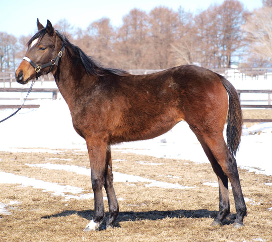 マイネマリアンヌ23