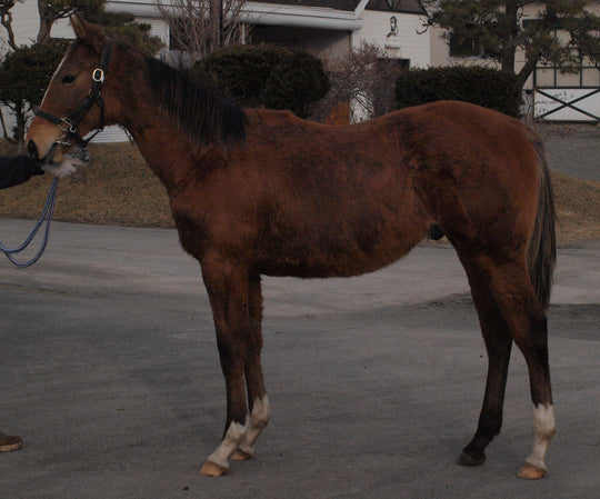 ムーンフライト24