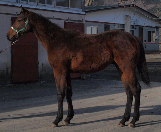 ポエティックターン24