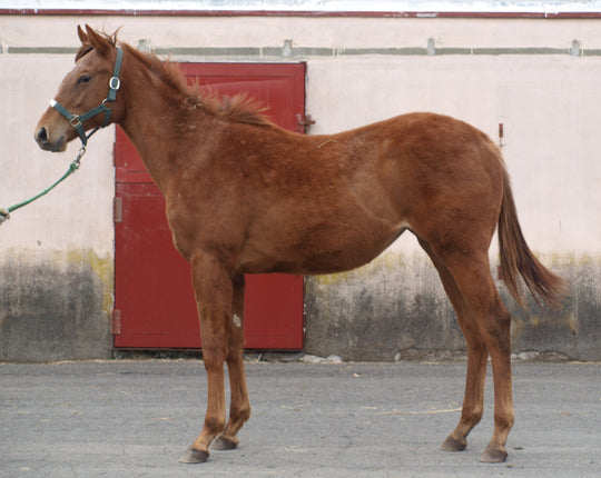 ワンオブクインズ24