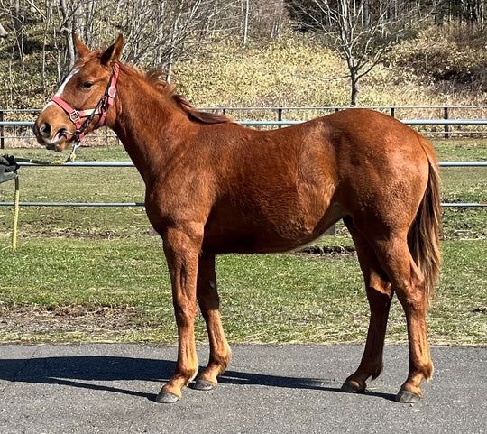 アズマガール23