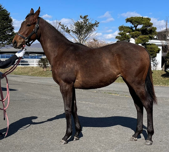 ミヤビグローリー23