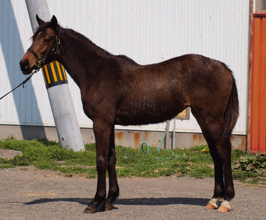 オメガシュプリーム23