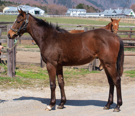 ルージュヴィッフ23