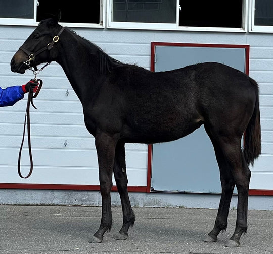 キュートシルフ22