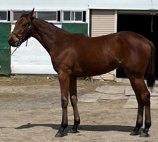 グッドスカイ22