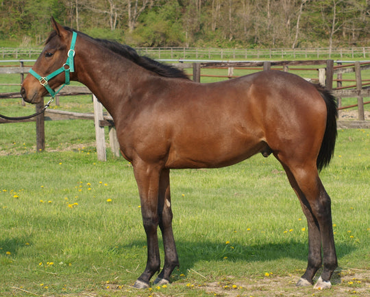 レインドロップス24