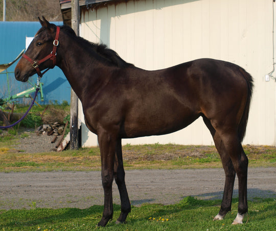 レディハピネス24