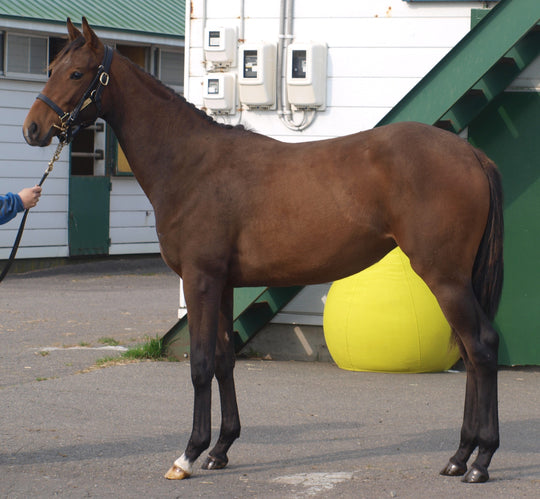 グラニュエル24