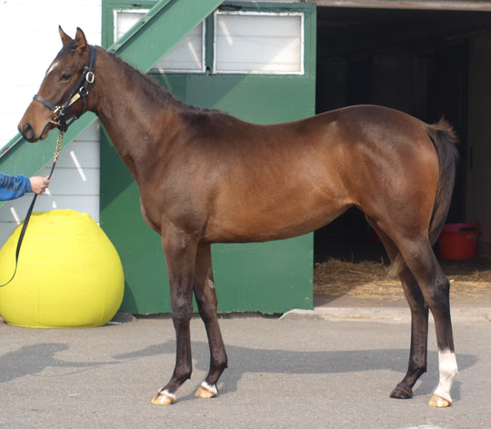 ドゥーアール24