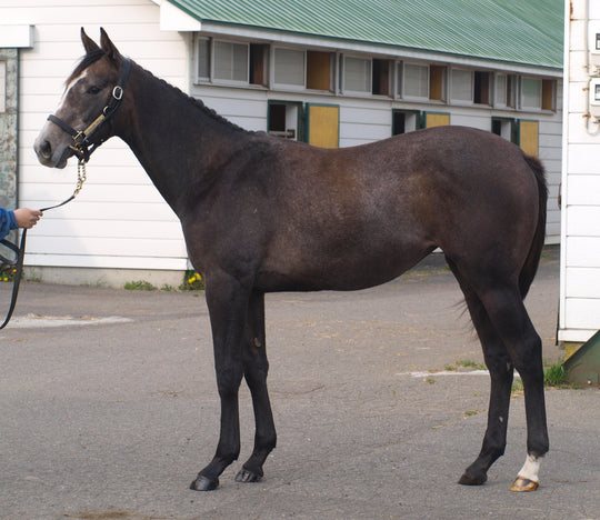 スコッチリンクス24