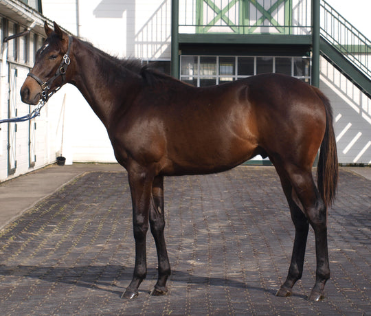 ミヤビキラメキ24