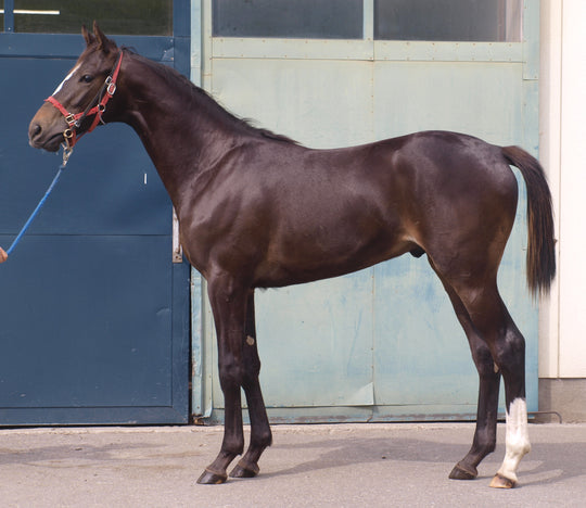 メイショウエバー24