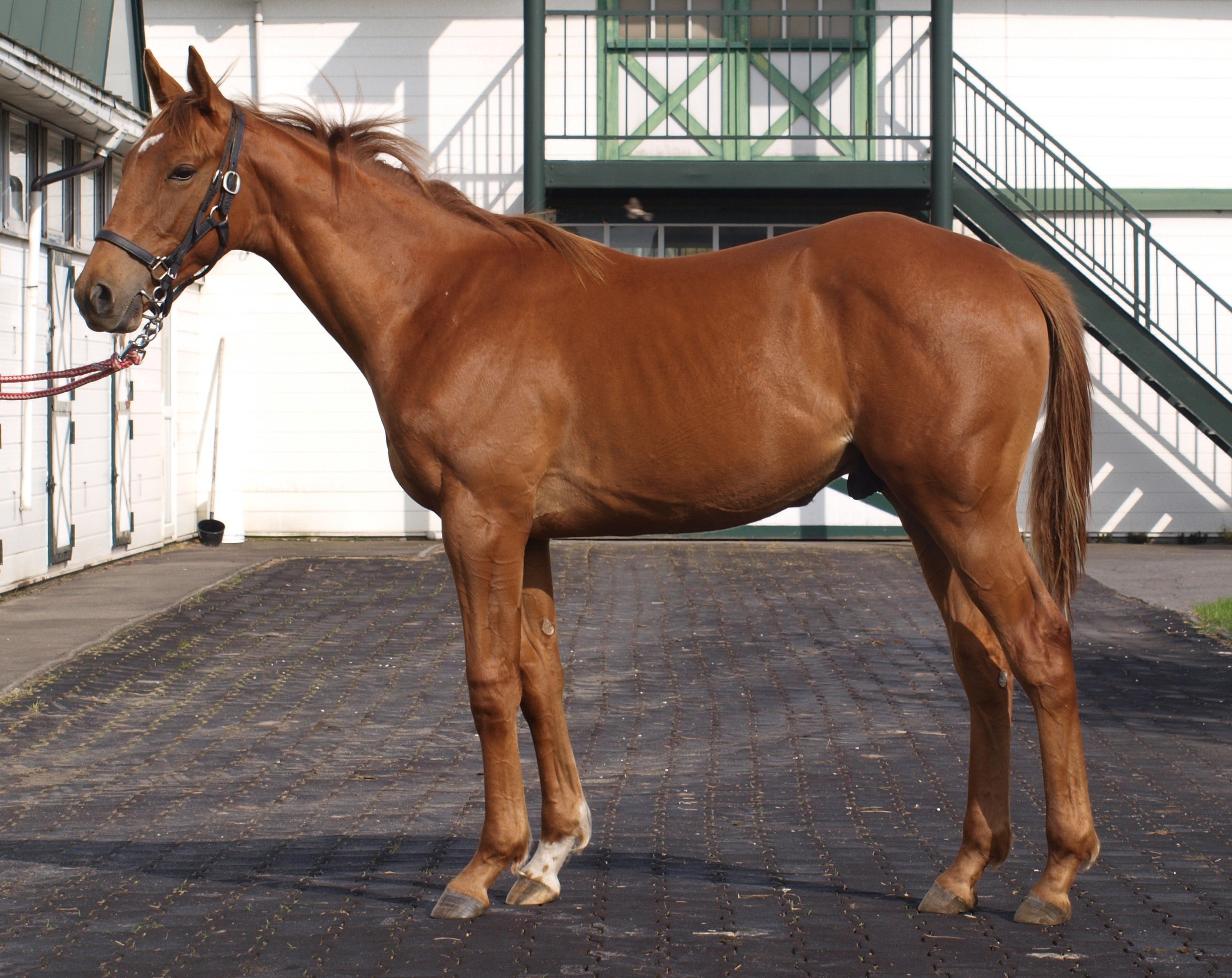 【最安値挑戦】 UMAUMA】競馬・競走馬購入ECサイト 知育玩具