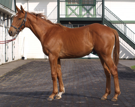 ミヤビグローリー24