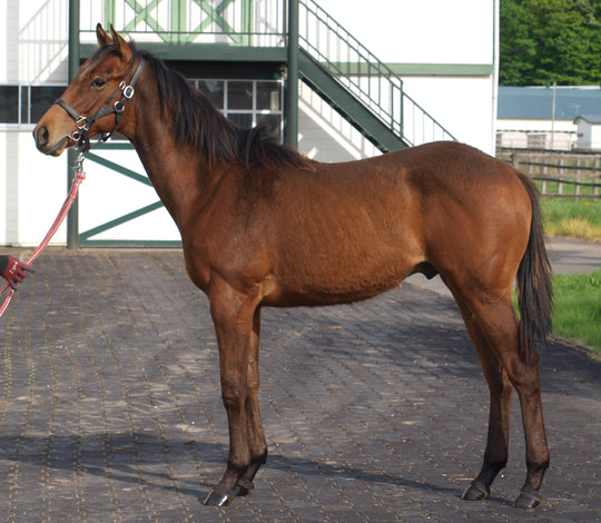 ピンクノミーナ24