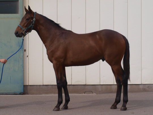 オートロンシャン24