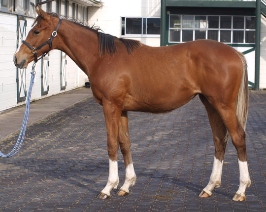 セブンシーミノル24