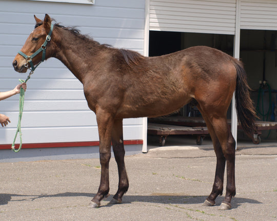 ミラクルステイ24