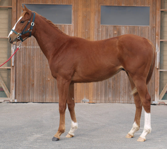 パルトネール24