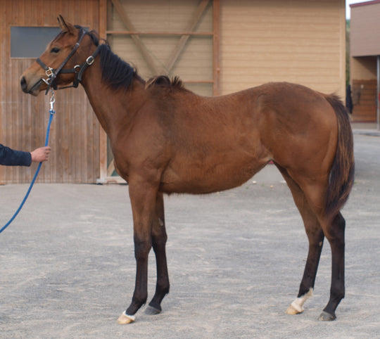 テレキネシス24