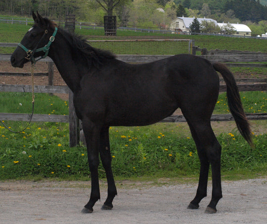 セルディアーナ24