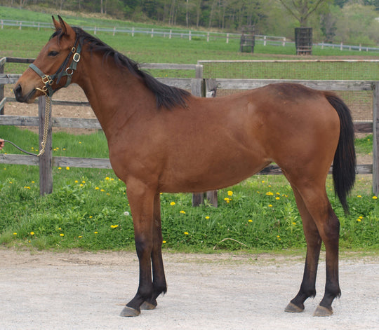 オメガシュプリーム24