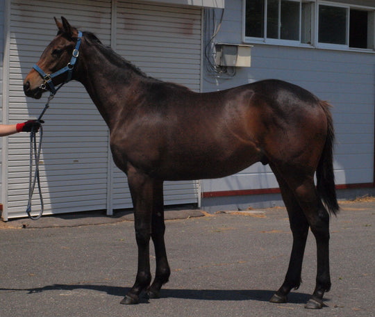 ミラクルステイ23