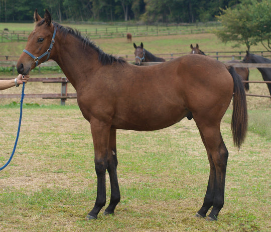 スプリングノート25