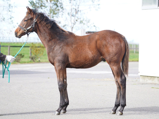 サンマルリトリート23