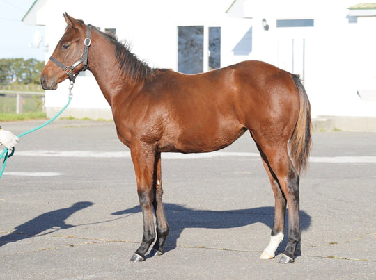 ドバウィディエティ23