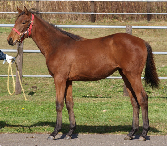 アンプレショニスト23