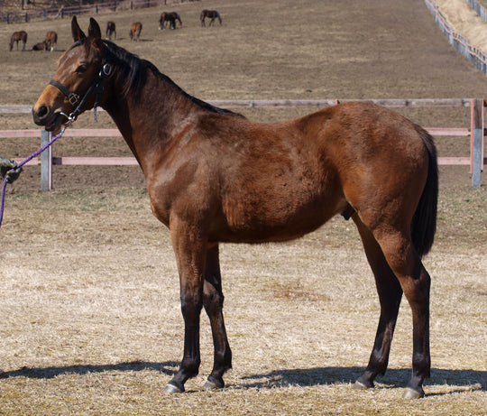 スプリングノート25