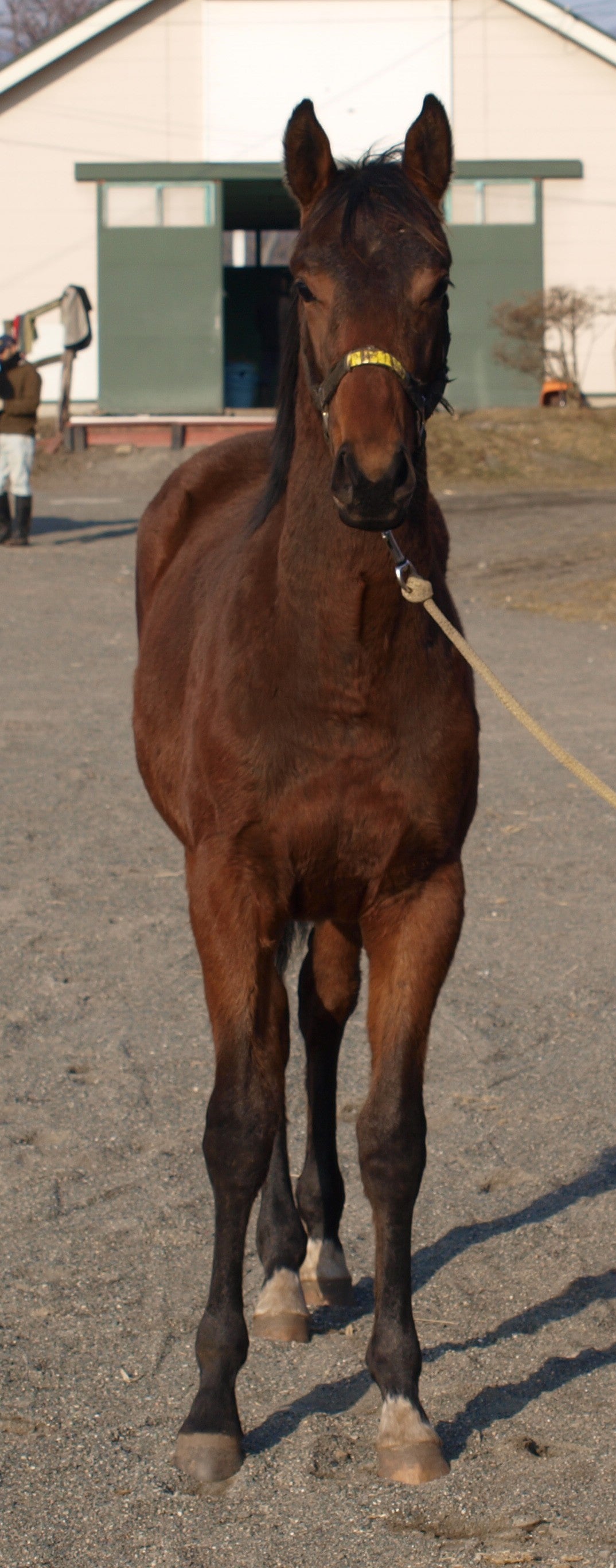 ハイフィールド25