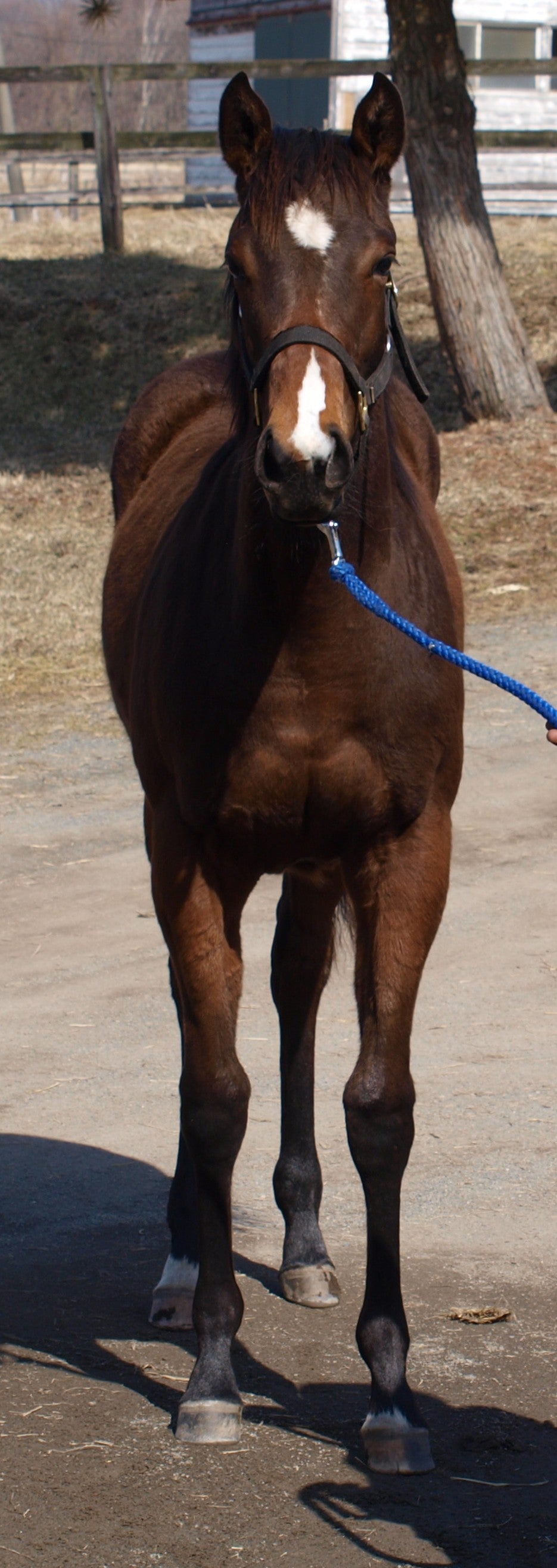 ウォンビーロング25