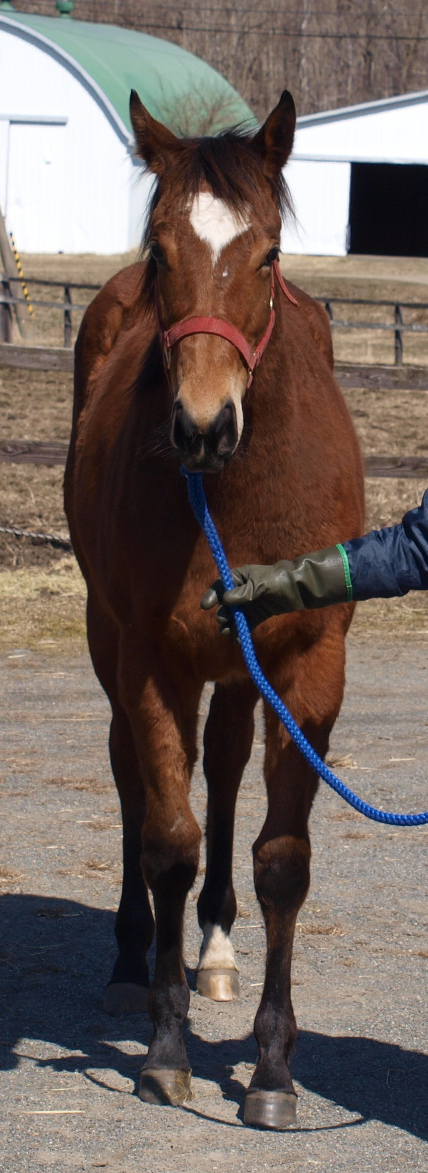 ジュエリーストーム25