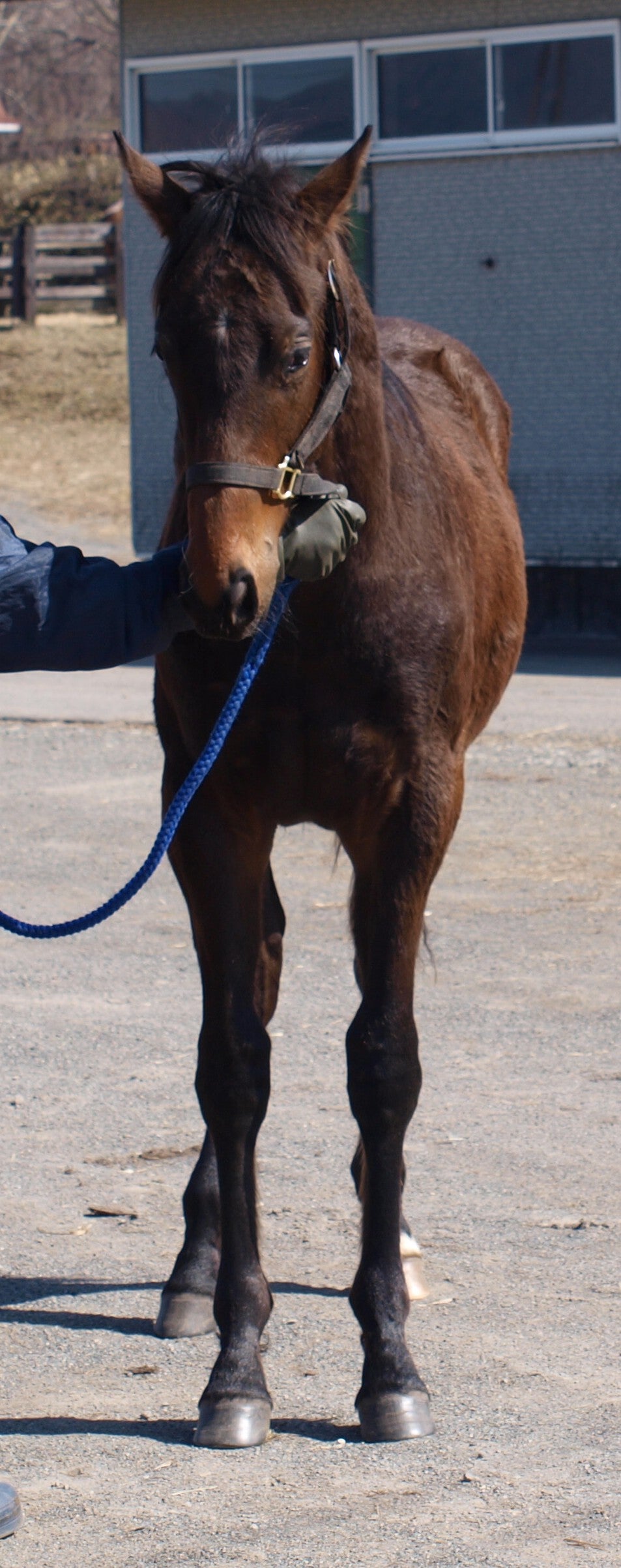 ベルクシュタイゲン25