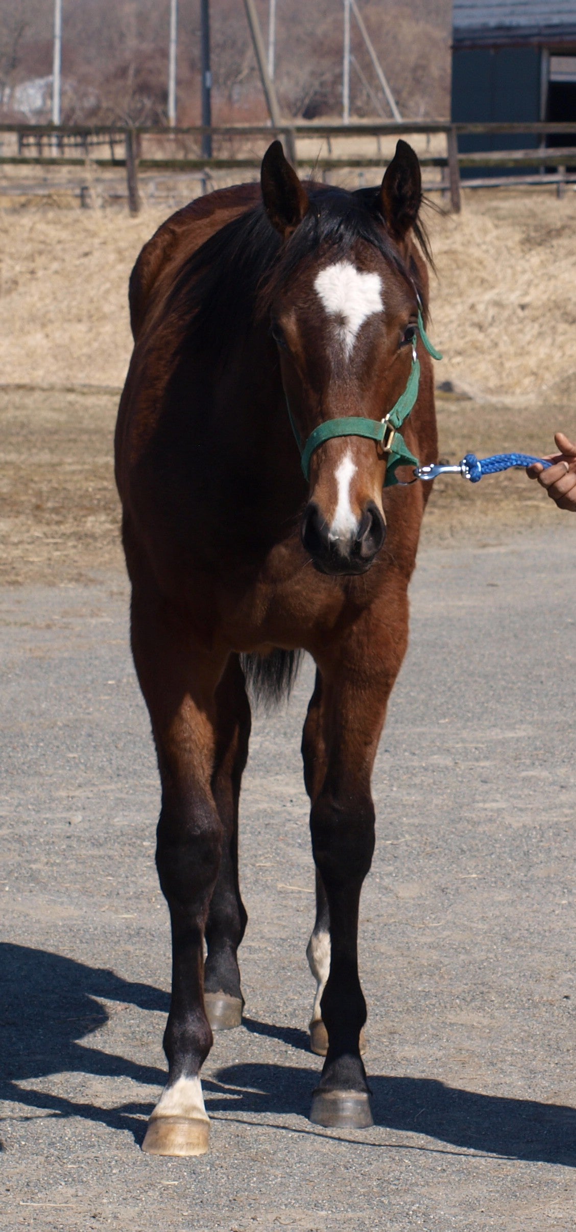 トーセントルマリン25