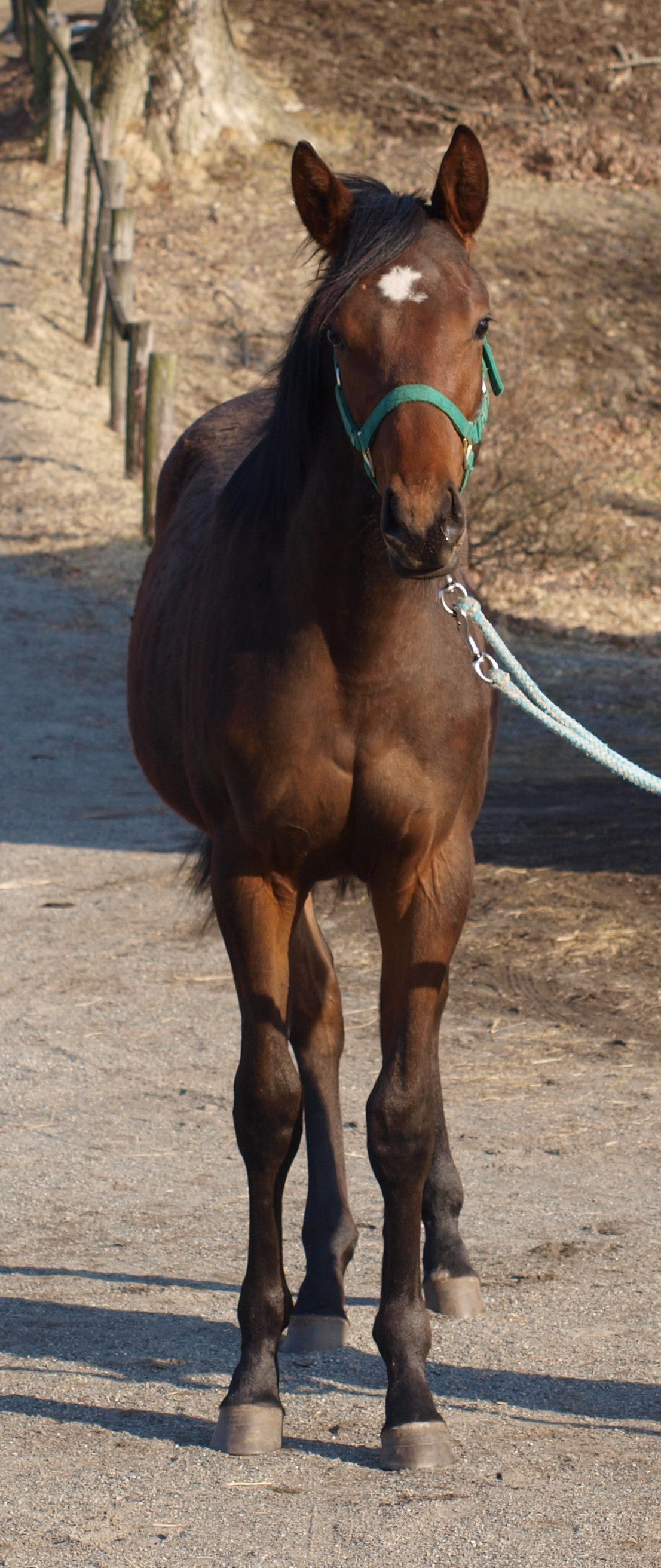 ダークアイリス25