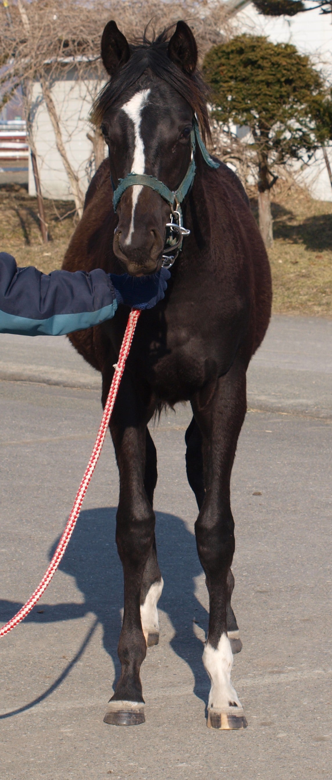 ピンクノミーナ25