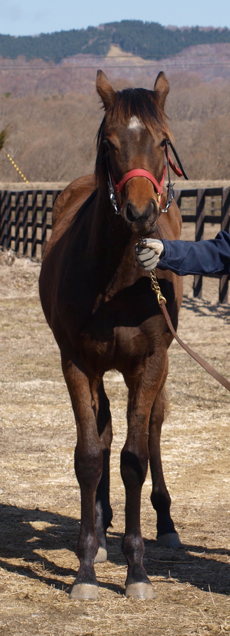 ネクストエピソード25