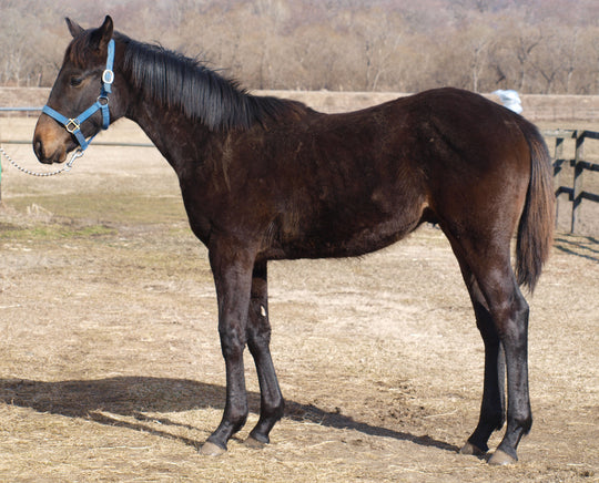 サンシアトル25