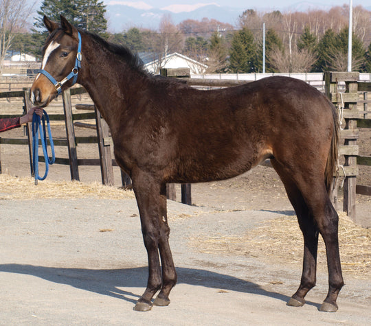 マリアスパン25