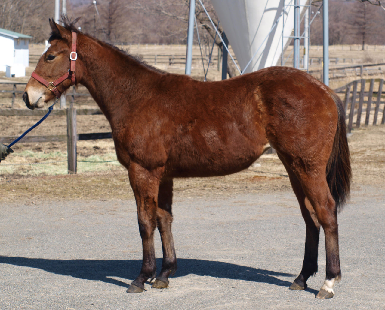 ジュエリーストーム25