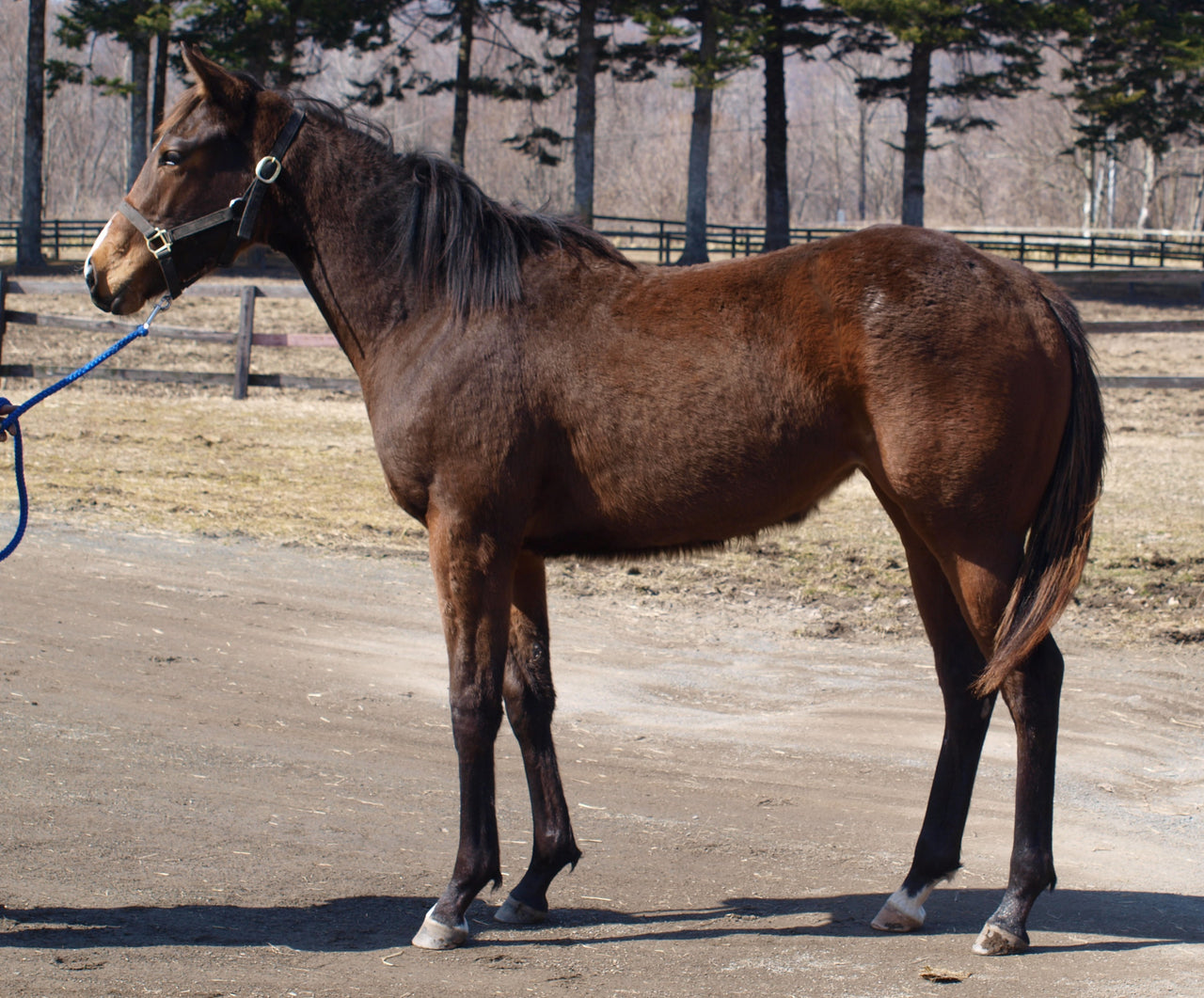 ウォンビーロング25