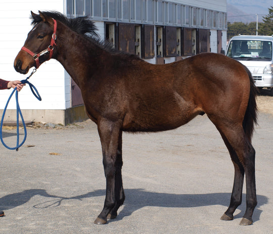 コウエイラブリー25