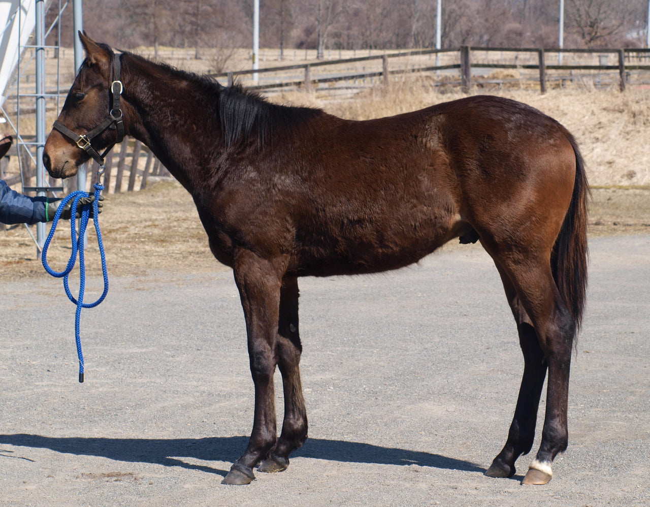 ベルクシュタイゲン25