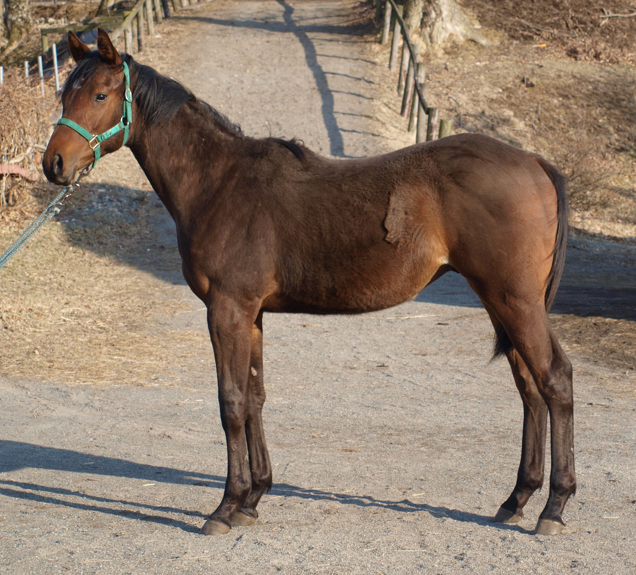 ダークアイリス25