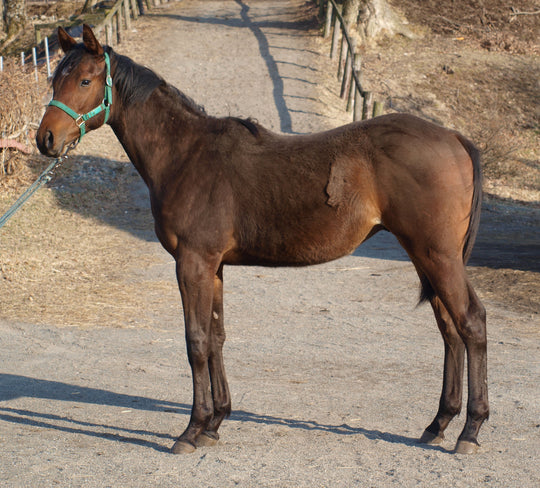 ダークアイリス25