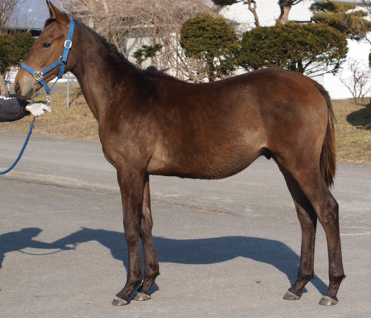 ムーンフライト25